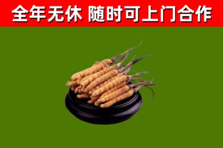 安宁回收散虫草
