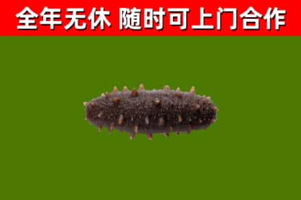 安宁回收海参干
